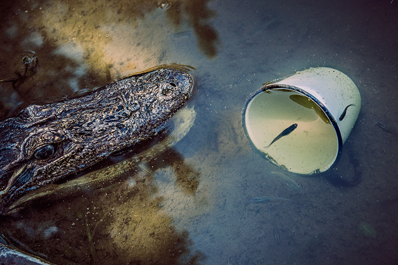 The ‘Gator and the Cup
