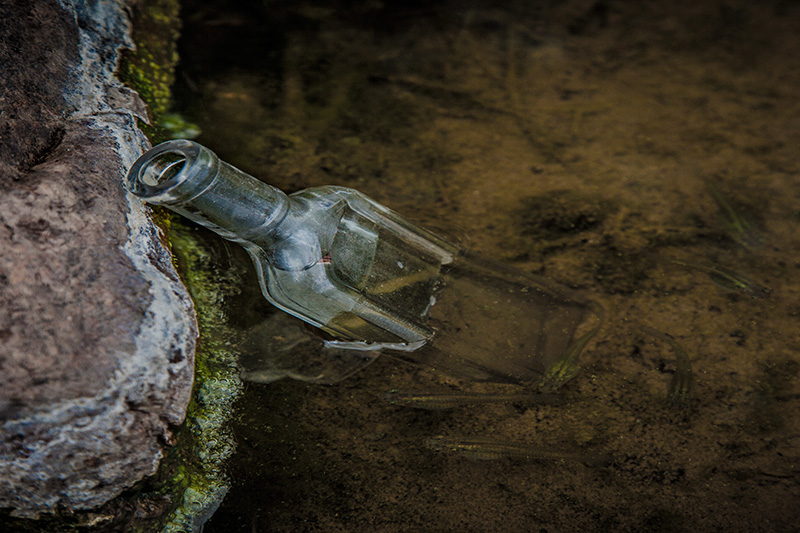 The Bottle and the Fish