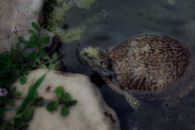 Pond Life