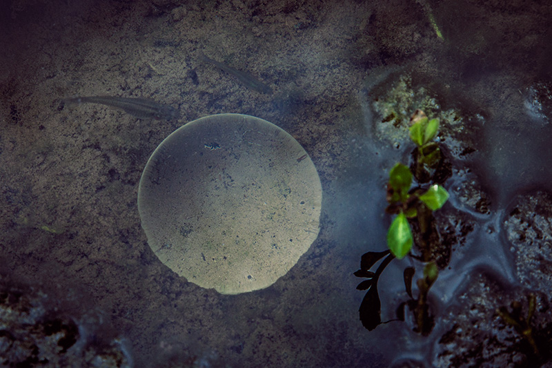 Chrystal Orb in the Muck