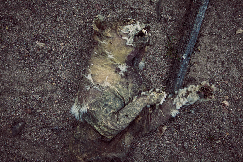 Owl Bait #3