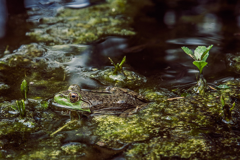 Amongst the Pond Scum