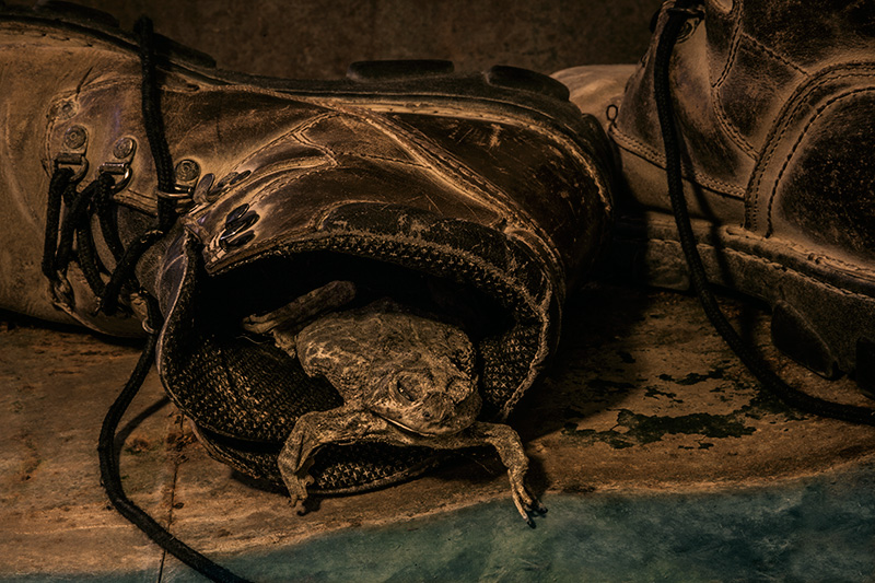 False Awakening: From the Boot & Into the Pond