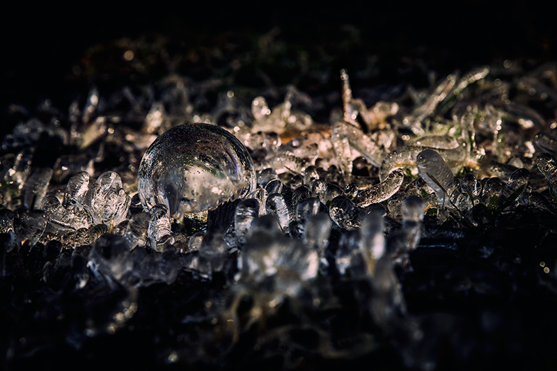 Orb Among the Ice Worms